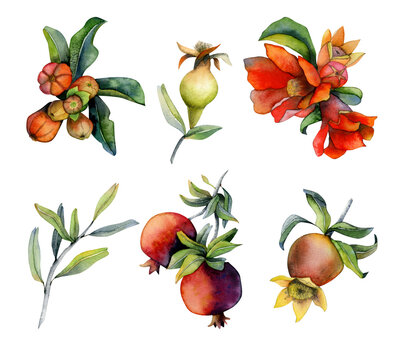 Branches with pomegranate fruits and red flowers. Set of watercolor design elements illustrations isolated on white