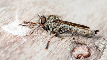 macro shot of a fly