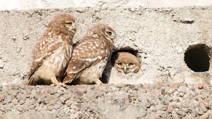 eagle owl in the wild