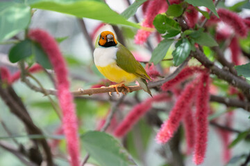 Cute little colorful bird perched on a branch in sunny Florida