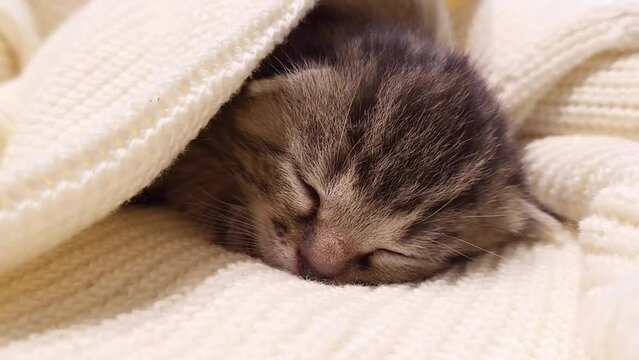 A kitten found on the street sleeps under a soft blanket. The concept of found and lost pets, cats, love of animals, care for the homeless