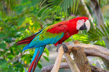 Cute parrot resting on a branch watching its surroundings