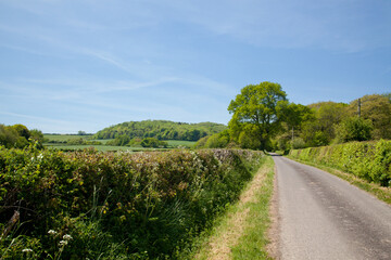 A peaceful summer landscape scene with a country lane leading into the distance