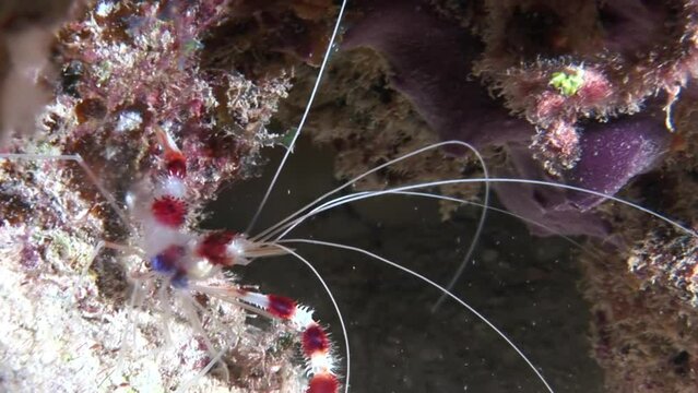 Stenopus hispidus close-up underwater on sandy bottom and fish. Corals, anemones, and jellyfish are also among many species that inhabit oceans depths.