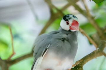 Cute little colorful bird perched on a branch in sunny Florida