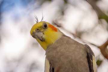 Cute little colorful bird perched on a branch in sunny Florida