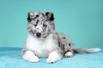 Cute fluffy sheltie puppy on a turquoise background