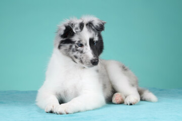 Cute fluffy sheltie puppy on a turquoise background