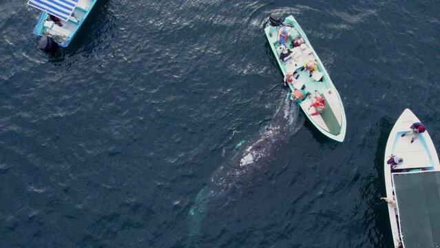 Two whales mating near boat in Guerrero negro bay. Whale watching tour in Baja California, Mexico. Bird eye view of whales in blue sea. Whale fountain. Gray Whale Family socialize, sex and rub against
