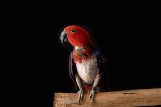 female red and blue captive eclectus parrot ( Eclectus roratus) sitting on a branch, the bird is missing many feathers due to severe feather plucking behaviour