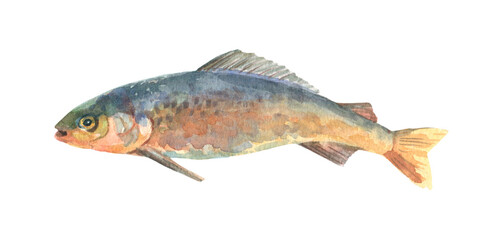 Fototapeta premium Watercolor single grayling fish animal isolated on a white background illustration.