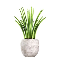 decorative flowers and plants for the interior, isolated on white background, 3D illustration, cg render