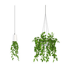 decorative flowers and plants for the interior, isolated on white background, 3D illustration, cg render