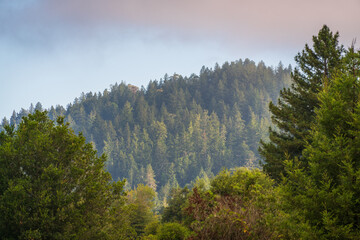 Misty Morning View of the Pine Trees at Henry Cowell Redwoods State Park