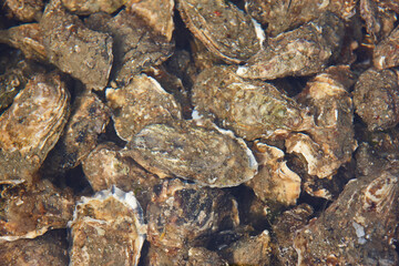 Oysters under the water. Arcachon bay. Seafood in Aquitaine, France