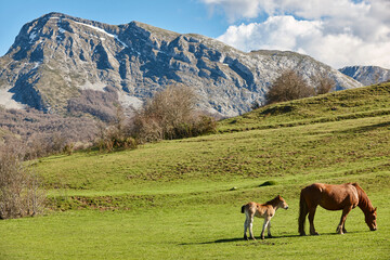Mare horse with her cub in a green valley. Equine livestock