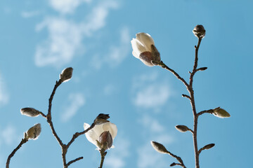 Close-up blooming buds of white magnolia flowers on branches