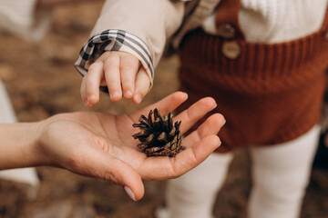 A mother gives a child a pine cone in the forest. Close-up photo of mother's baby's hands and bump....
