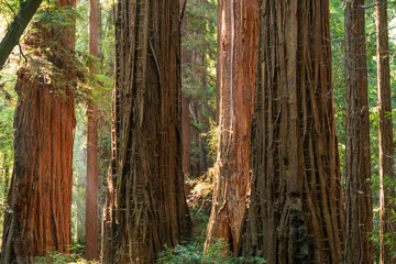 Light Through the Forest at Henry Cowell Redwoods State Park