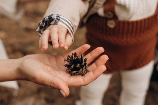A mother gives a child a pine cone in the forest. Close-up photo of mother's baby's hands and bump. Children's knowledge of the world. - Powered by Adobe