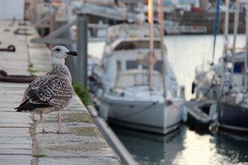 seagull in a port in vendée (france)