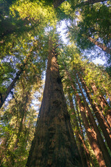 Obraz premium Tree Canopy at Henry Cowell Redwoods State Park