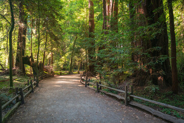 Trail Through the Pines at Henry Cowell Redwoods State Park