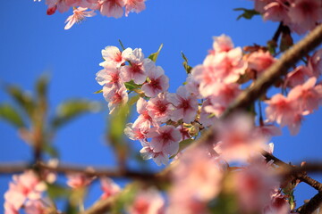 日本に咲く河津桜の接写
