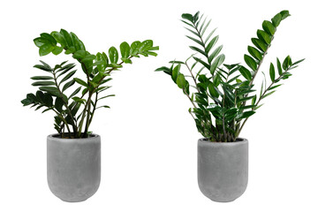 Fototapeta na wymiar set of plant in a pot