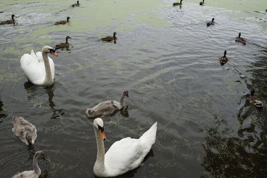 Mute Swan with cygnets (Cygnus-olor), Shawbirch, Telford, Shropshire, England