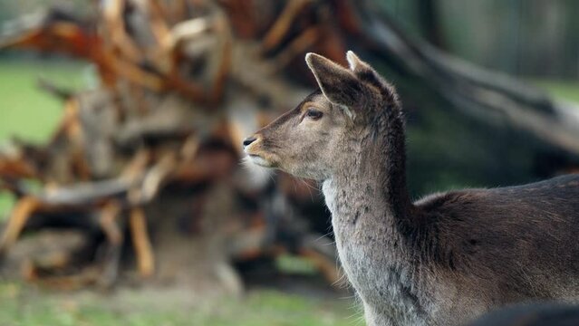 Young red deer (Cervus elaphus) not moving while other deers pass behind it