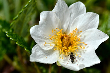 Macro of white Dryas (Dryas octopetala) with dewdrop on the petals and a ant in the French Alps at La Plagne, Savoie department.