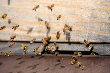 Bienen fliegen mit Nektar und Pollen - obrazy, fototapety, plakaty