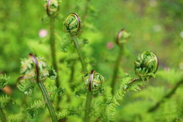 polypodiopsida paproć - obrazy, fototapety, plakaty