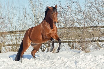 Fototapeta na wymiar Quarter Horse im Schnee