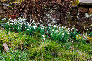 Snowdrops in a Lancashire woodland, UK.