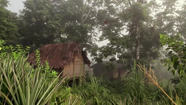 Indigenous hut dwelling in the jungle in Papua - Dolly left on a foggy morning