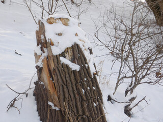 Cut tree trunk lying on snowy ground, showcasing natural textures and winter atmosphere. Rustic forest scene with fresh snow and weathered wood details.