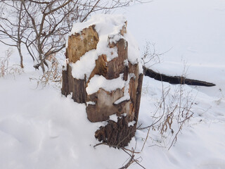 Cut tree trunk lying on snowy ground, showcasing natural textures and winter atmosphere. Rustic forest scene with fresh snow and weathered wood details.
