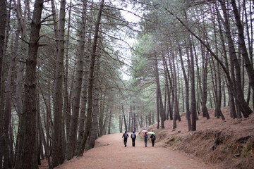 Obraz premium Senderistas por un bosque de pinos con fina lluvia.