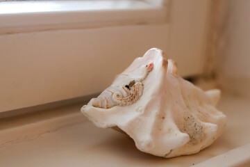 Conch shell marine decor by a bright window 