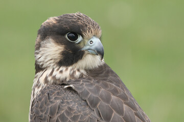 Portrait of a Peregrine Falcon against a green background
