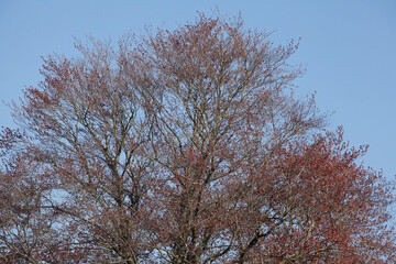 Rotes Laub an an einer Rotbuche im Frühling, Deutschland