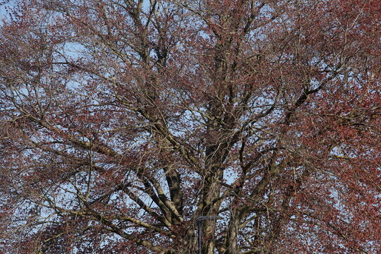 Rotes Laub an an einer Rotbuche im Fr&uuml;hling, Deutschland