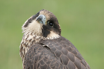 Portrait of a Peregrine Falcon looking up
