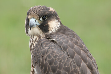 Portrait of a Peregrine Falcon against a green background
