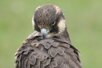 Portrait of a Peregrine Falcon cleaning its feathers
