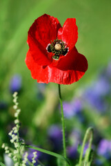 Red poppy flower in the blooming fields seen from front