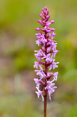 Obraz premium Pink orchis flowers in the french Alps