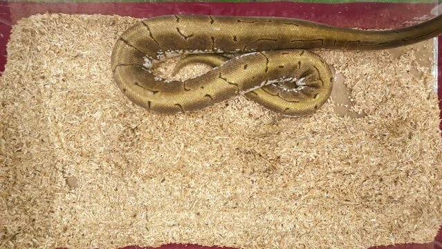 Ball python was slithering in the glass cabinet, waiting to be sold. It's a popular pet in Thailand.
